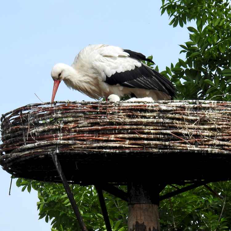 Storch mit Kind