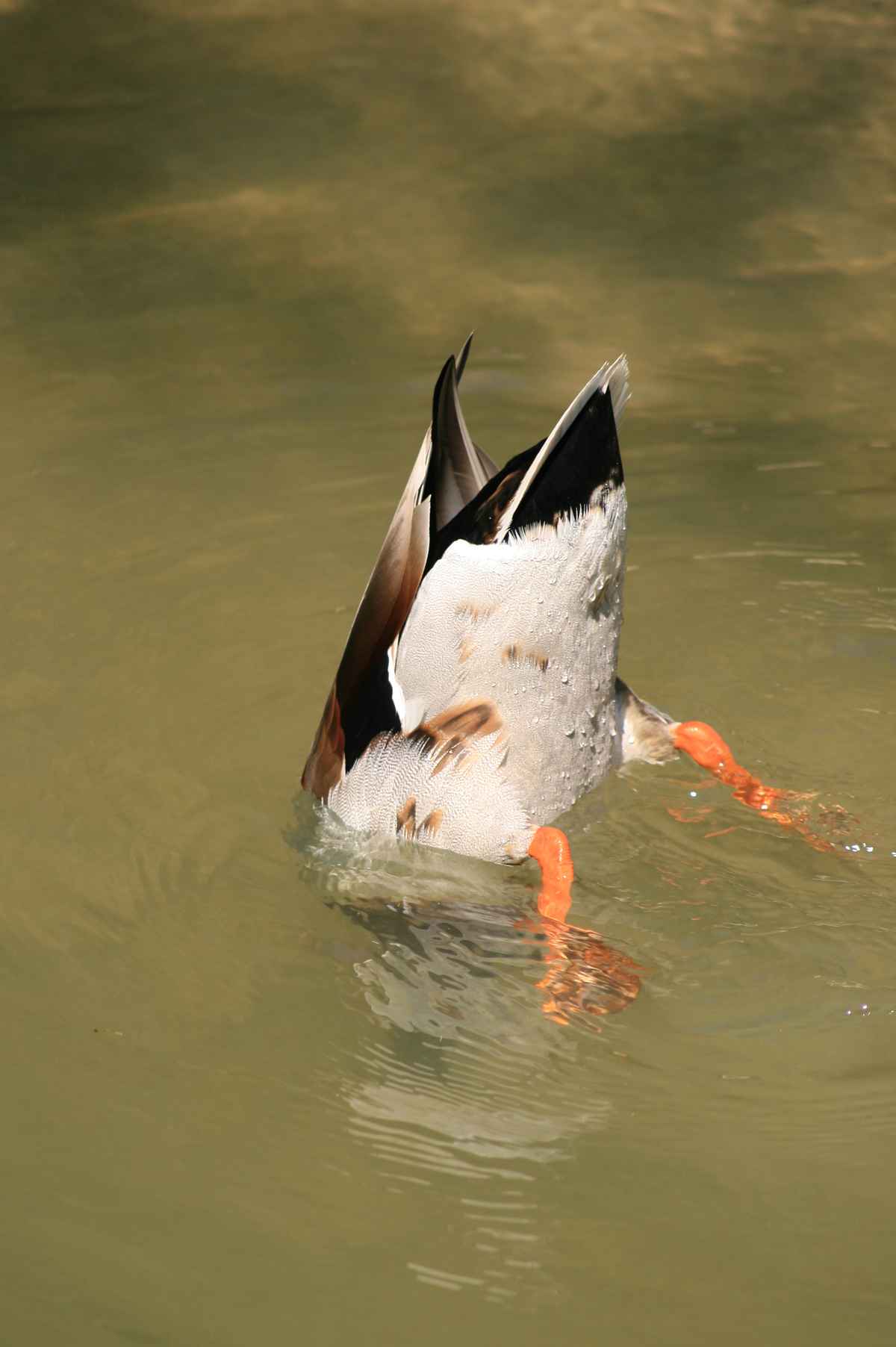 Einfach mal abtauchen