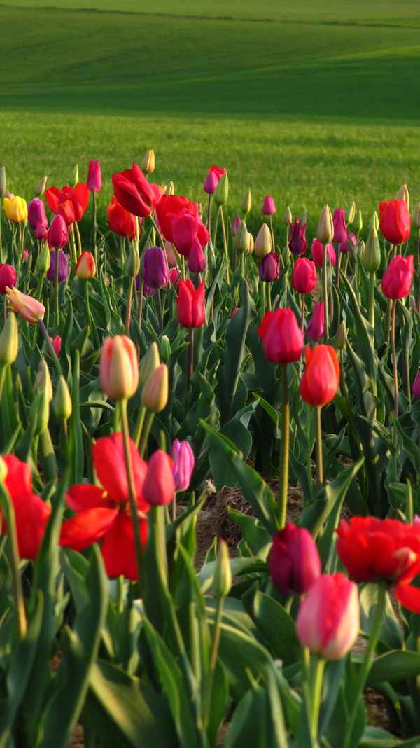 Tulpenfeld im Abendlicht_hoch