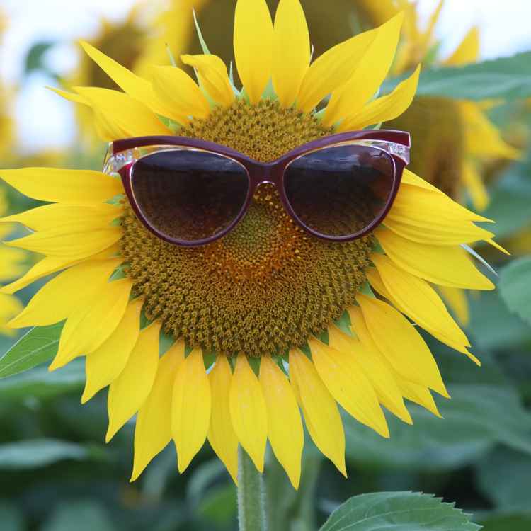 Sonnenblume