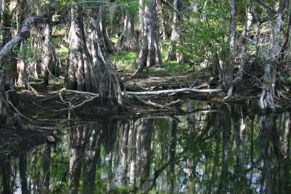 Everglades