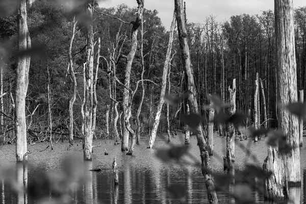 Bäume im Wasser