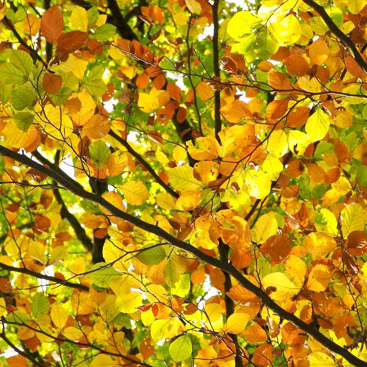 Herbstfarben