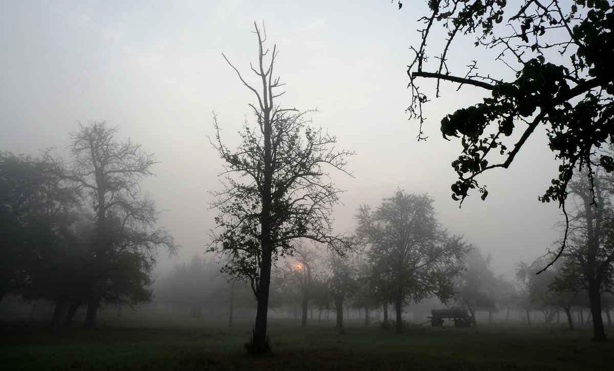 Augustmorgen nach einer Regennacht