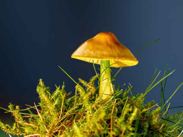 Papageien-Saftling-3