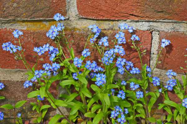 Mauerblümchen