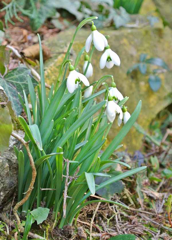 schneeglöckchen an der mauer