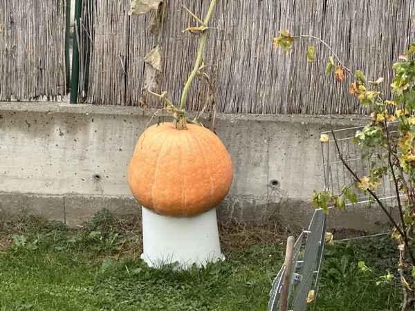 Kürbis