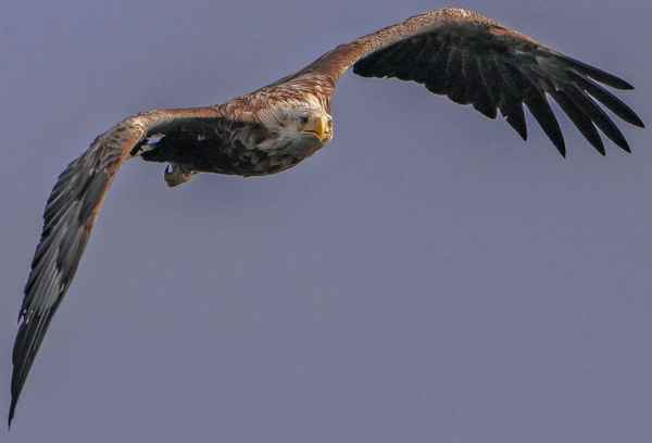 Höchste Konzentration