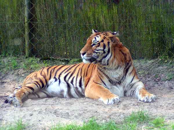 Tiger 7
