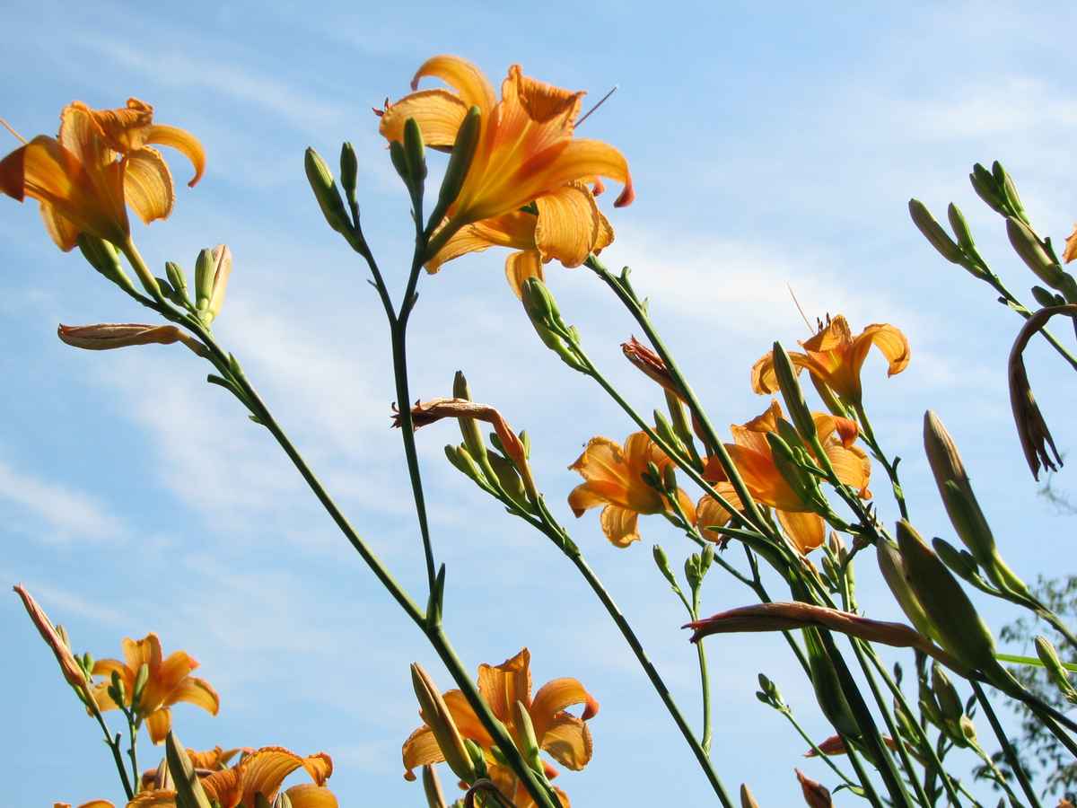Lilien