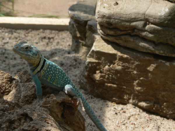 Crotaphytus collaris