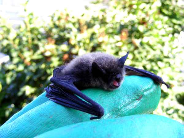 Fledermaus benötigt Starthilfe