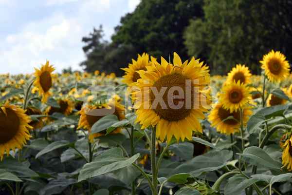 Sonnenblumenfeld