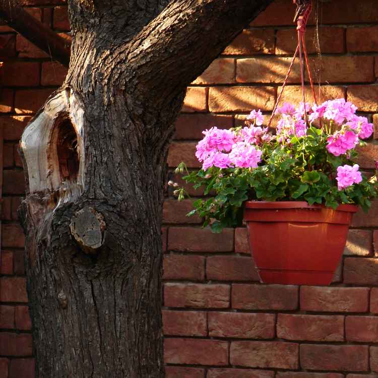 Pflaumenbaum mit Blume