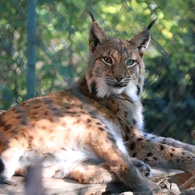 Luchs