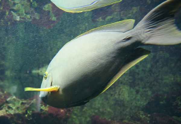 Der Doktorfisch und sein Skalpell.