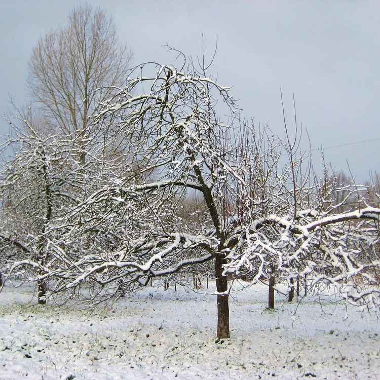 der Winter ist da