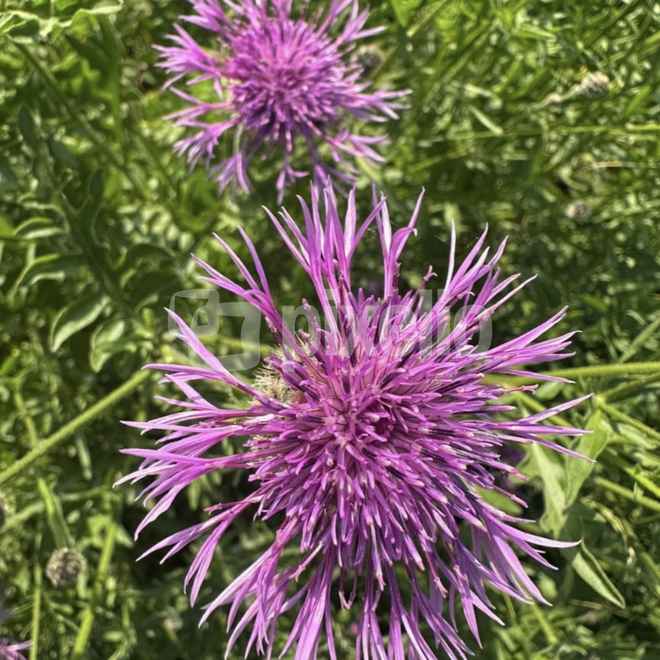 Wiesen-Flockenblume