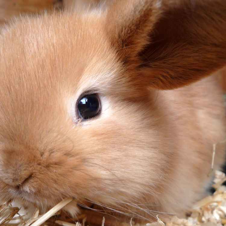 kleiner Hase