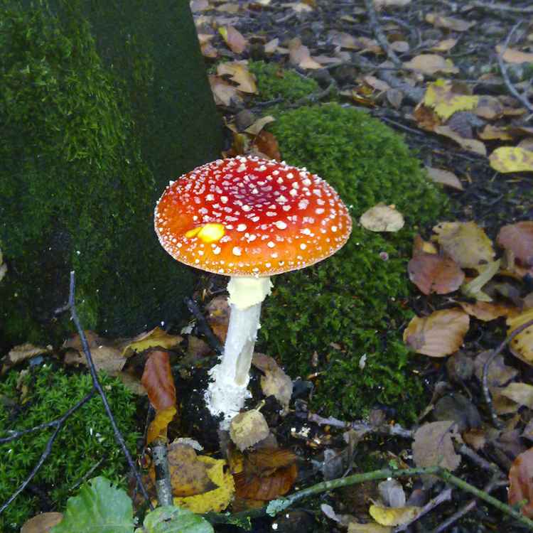 Fliegenpilz