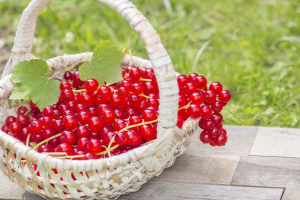 Rote Johannisbeeren Korb