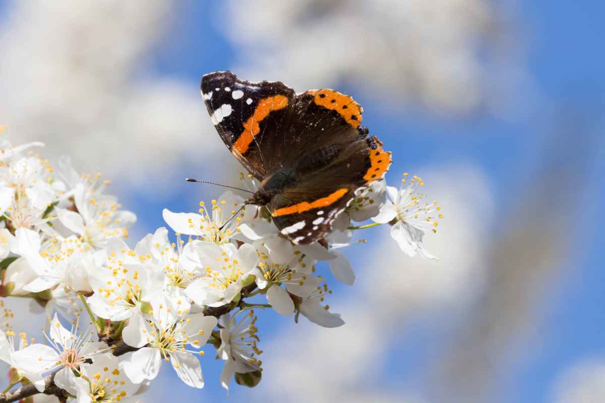 Frühlingsduft liegt in der Luft