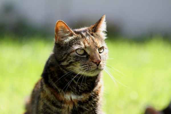 Hauskatze
