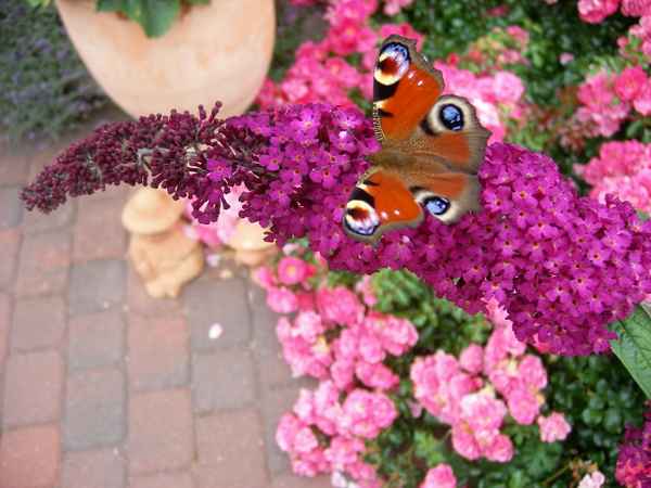 Tagpfauenauge auf Schmetterlingsflieder