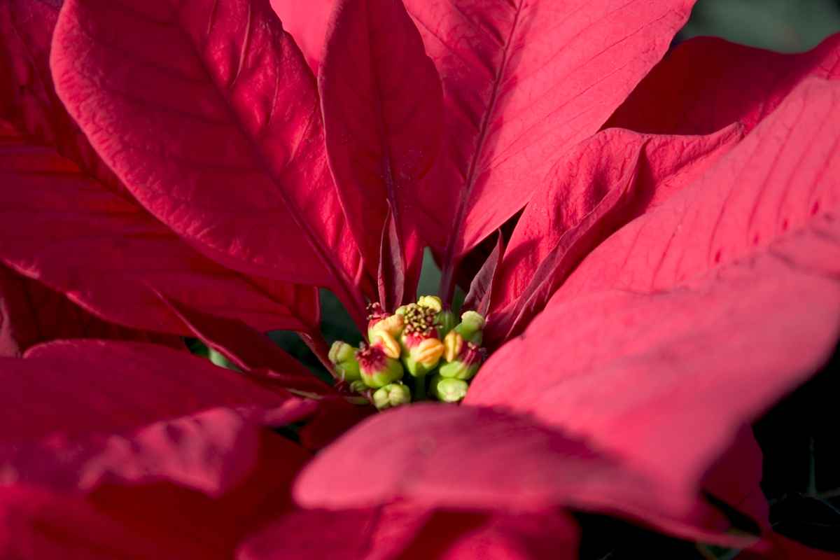 Detail vom roten Weihnachtsstern - Adventskalenderverlosung