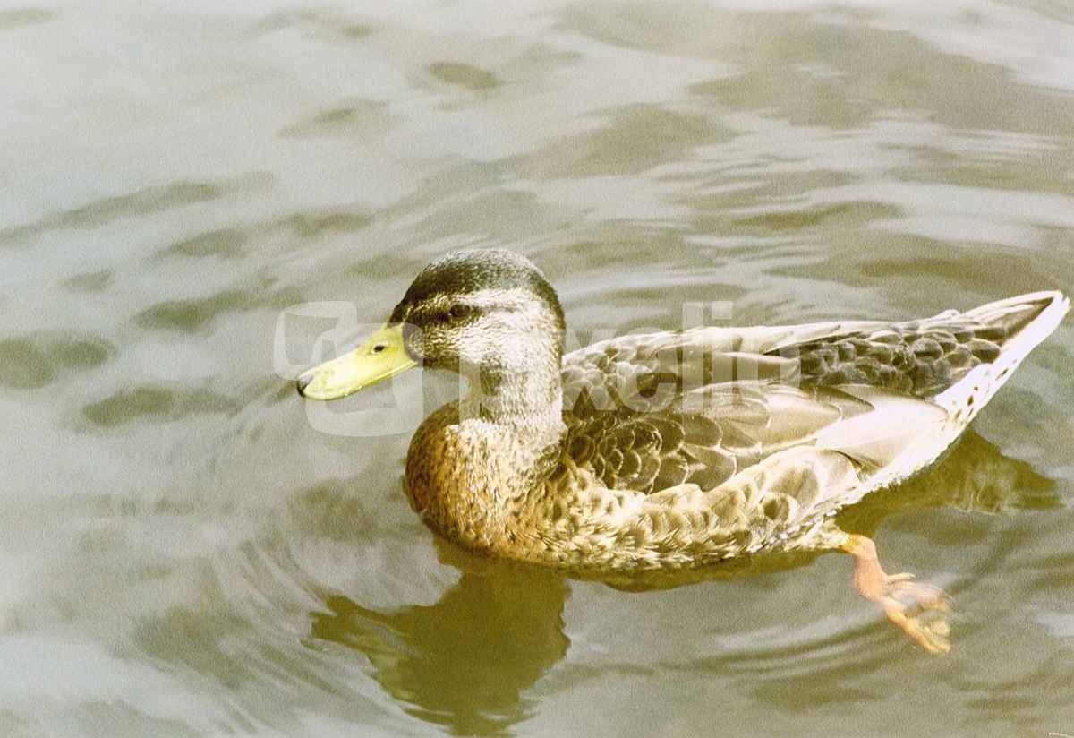 drei enten