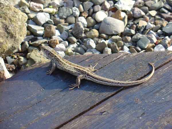Eidechse auf der Terrasse