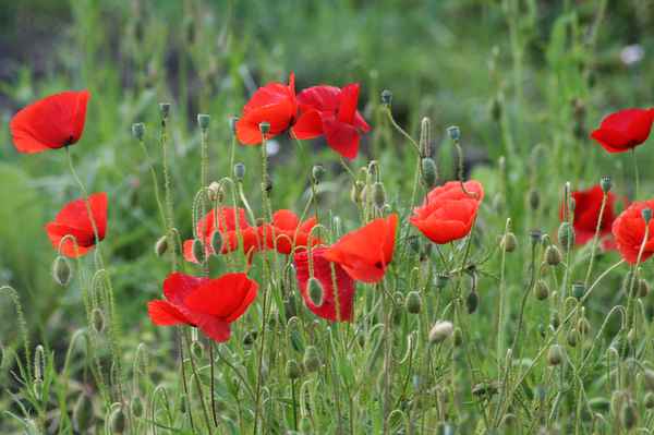 wiese mit klatschmohn