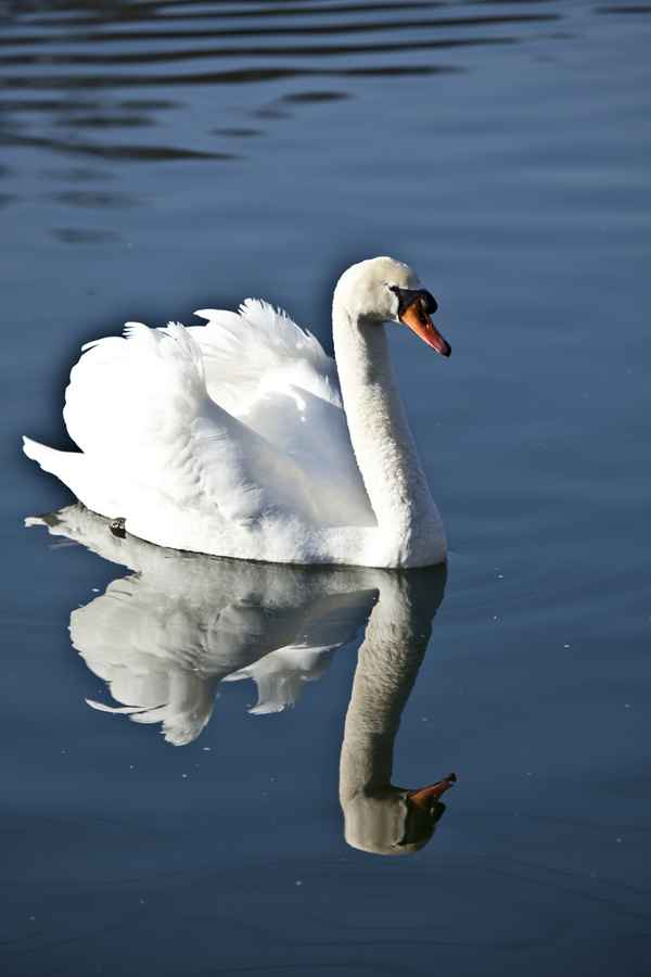 Der Star auf dem See