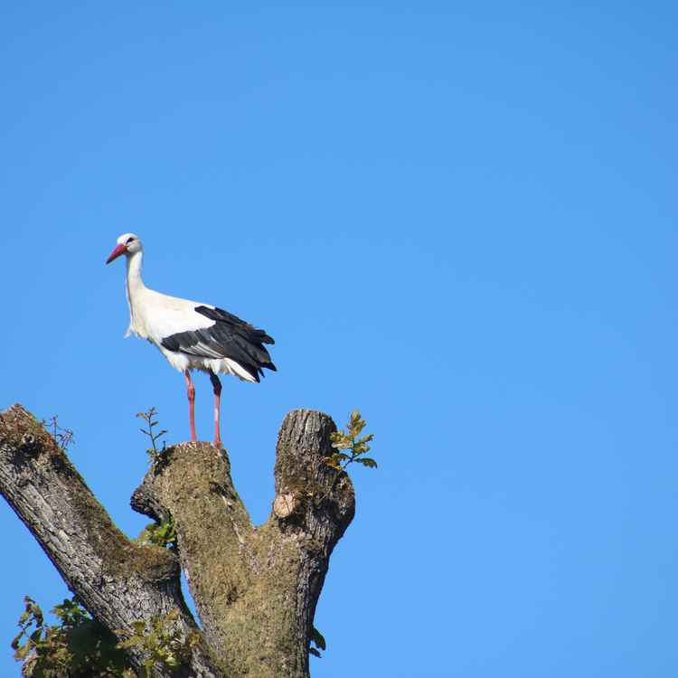 Suche nach dem Partner!