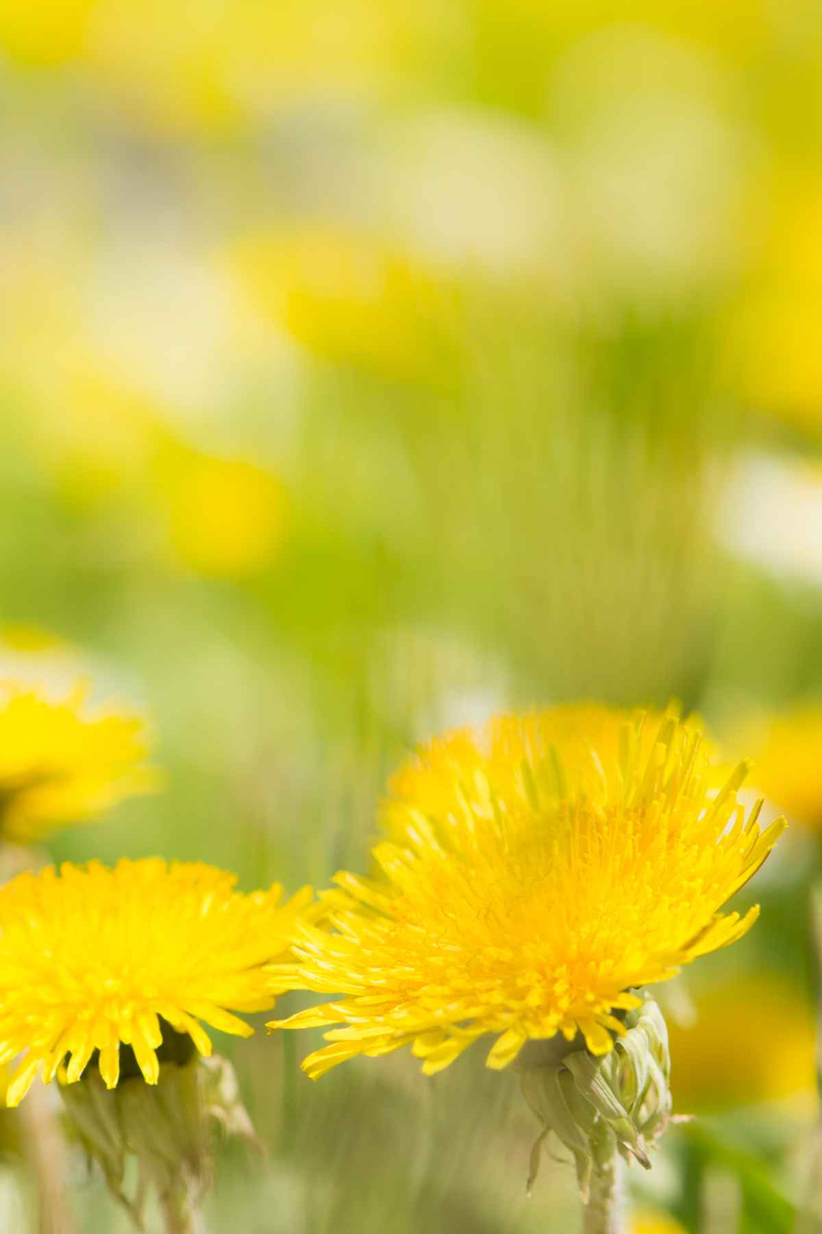 Gelb blühender Löwenzahn