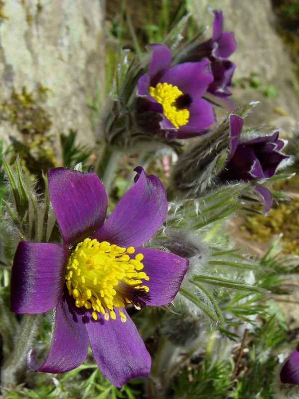  Küchenschelle