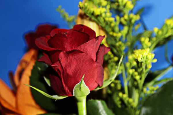 rose