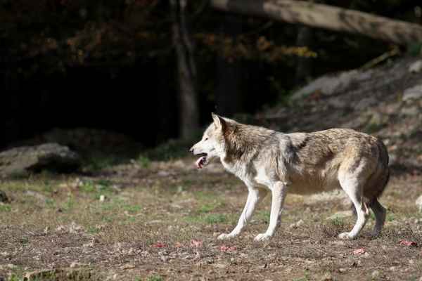 Timberwolf