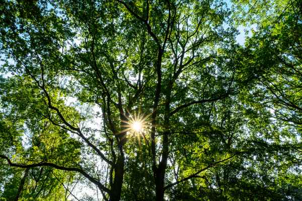 Baumkrone im Sonnenlicht