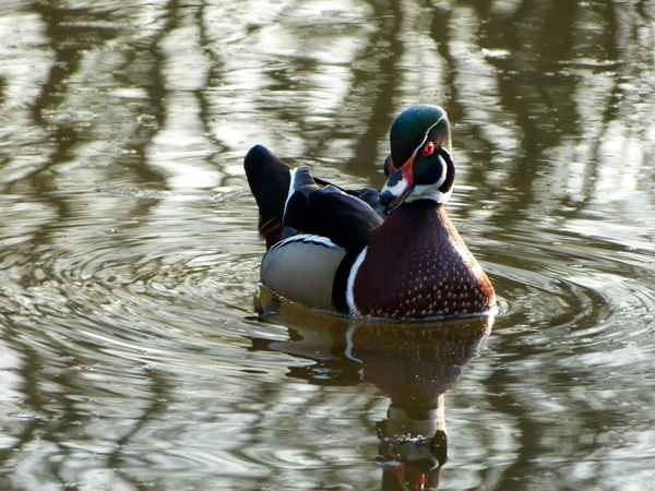 Wasservogel im Regen