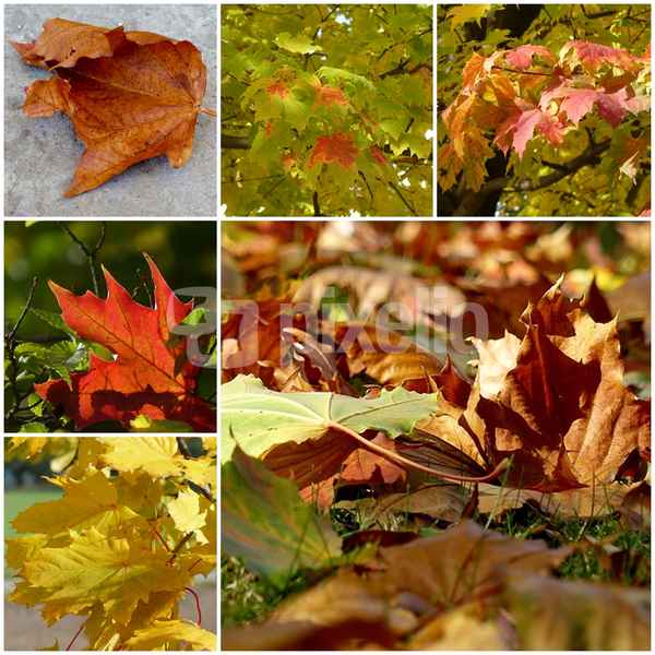 Herbstfarben