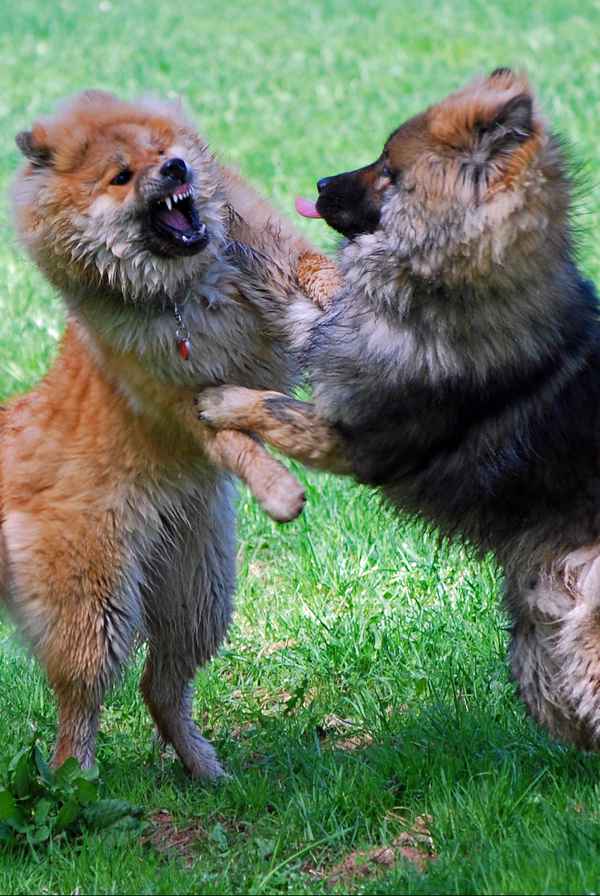 Meinungsverschiedenheit