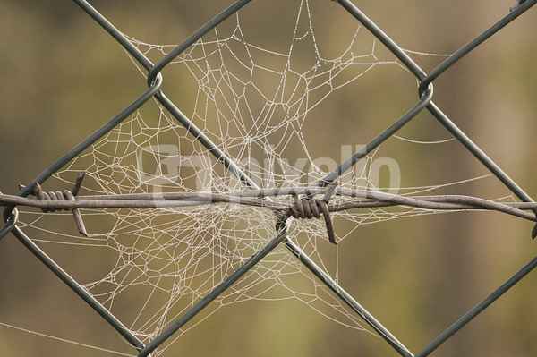 filigranes kunstwerk einer spinne