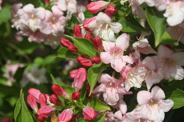 Weigelie mit Knospen und Blüten