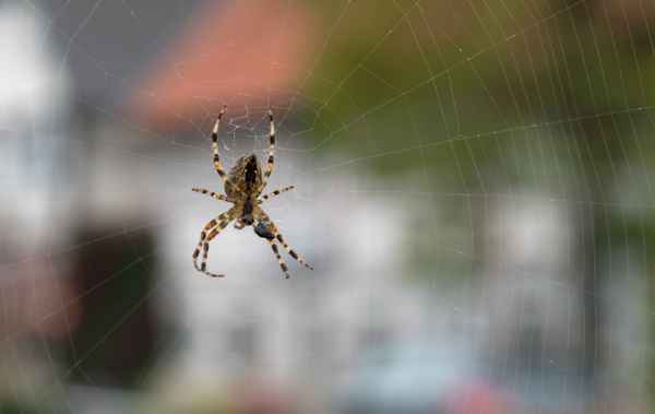 Kreuzspinne bei Fliegenmahlzeit