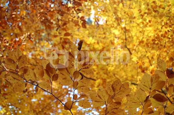 Herbstfarben III