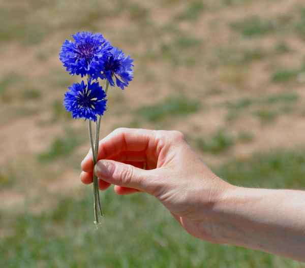 drei  Kornblumen für dich .....