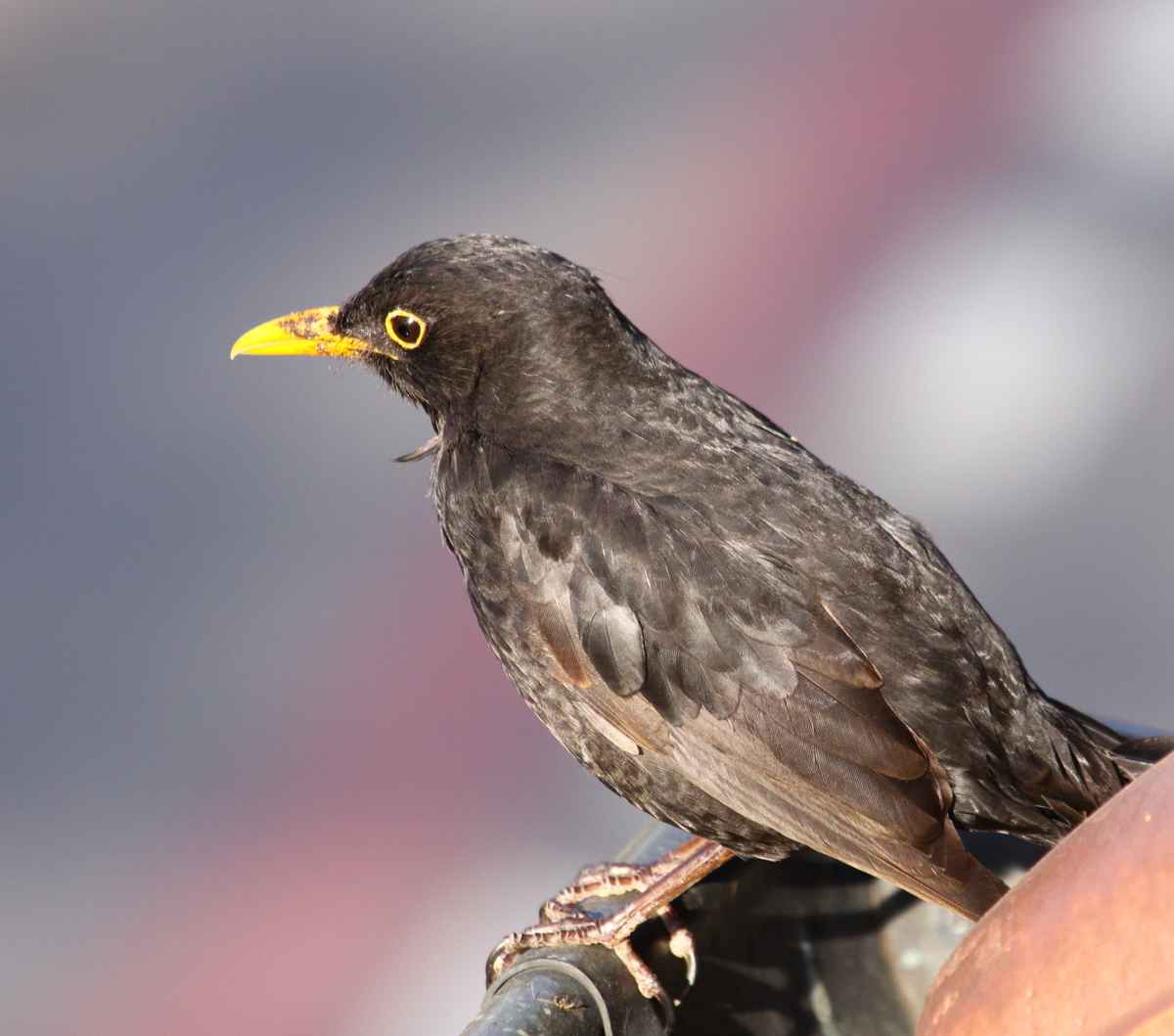 Amsel (Turdus Merula)