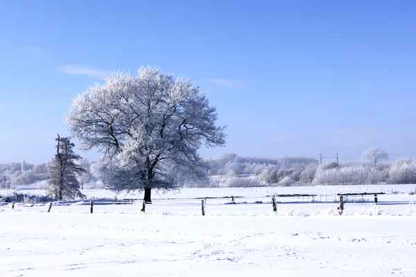 der baum